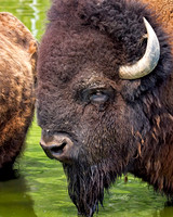 NA Wild Animals - 036
