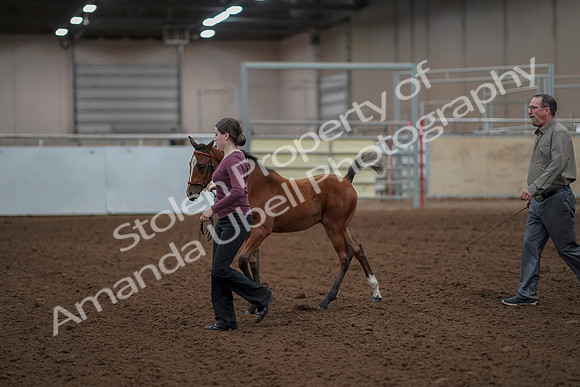 2019 Morgan Horse Show - Aug 30, 2019 - 24790