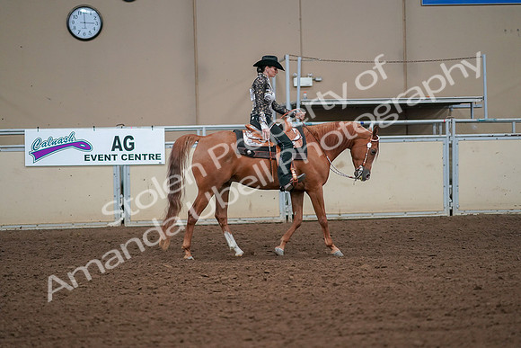 2019 Morgan Horse Show - Aug 30, 2019 - 17030