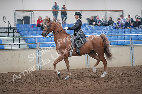 2019 Morgan Horse Show - Aug 31, 2019 - 20552