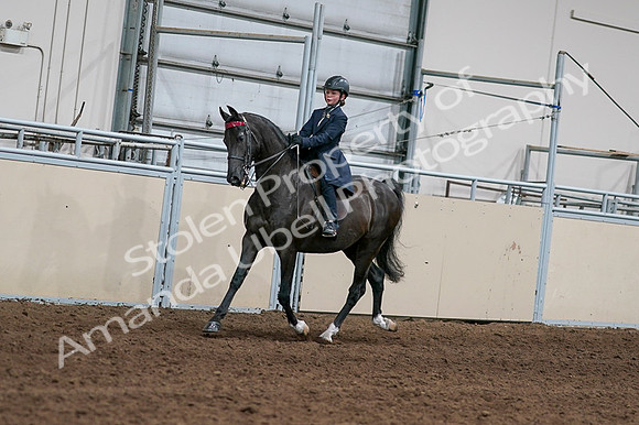 2020 - AB Morgan Horse - Fri, Sept 04 - 02998