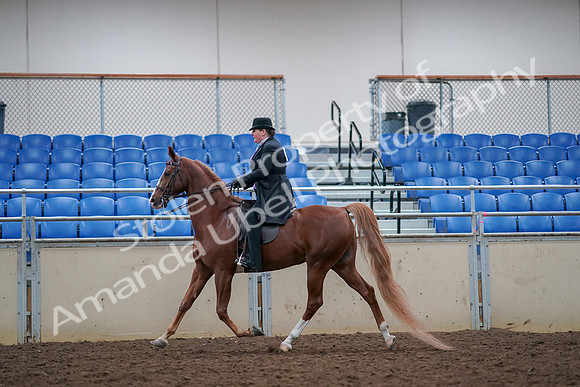 2019 Morgan Horse Show - Aug 30, 2019 - 21408