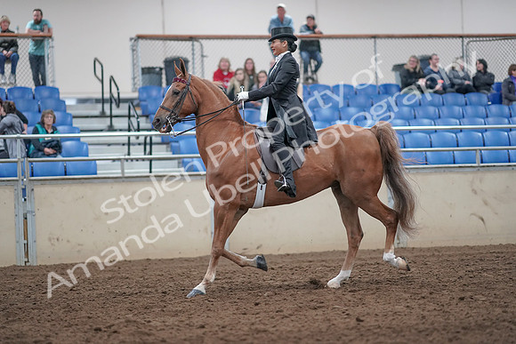 2019 Morgan Horse Show - Aug 31, 2019 - 20556