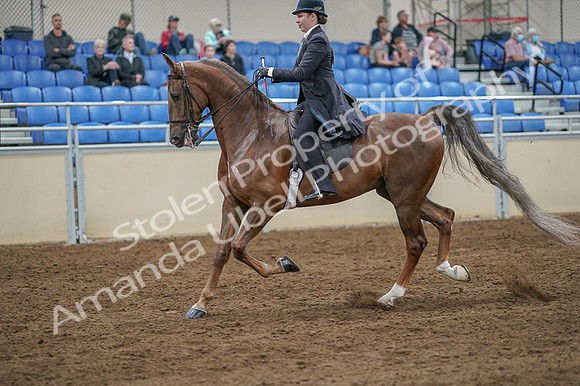 2020 - AB Morgan Horse - Fri, Sept 04 - 11101