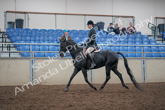 2019 Morgan Horse Show - Aug 31, 2019 - 14968