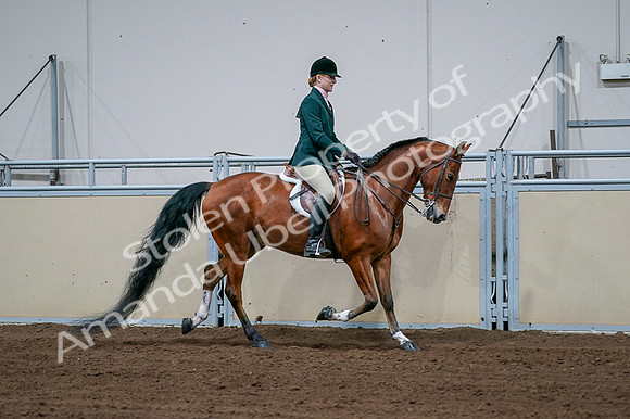 2020 - AB Morgan Horse - Fri, Sept 04 - 01739
