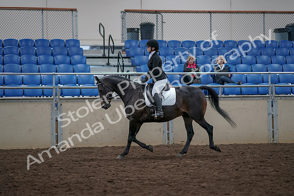 2019 Morgan Horse Show - Aug 31, 2019 - 16496