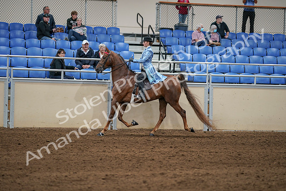 2020 - AB Morgan Horse - Sat, Sept 05 - 06243
