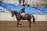 2020 - AB Morgan Horse - Sat, Sept 05 - 14212