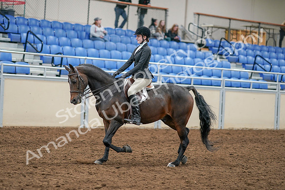 2020 - AB Morgan Horse - Sat, Sept 05 - 14212
