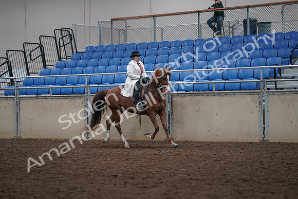 2019 Morgan Horse Show - Aug 31, 2019 - 17957