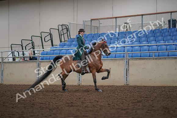 2019 Morgan Horse Show - Aug 30, 2019 - 28053