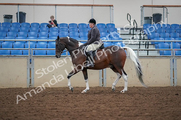 2019 Morgan Horse Show - Aug 30, 2019 - 16227