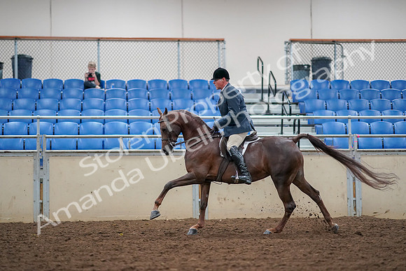 2019 Morgan Horse Show - Aug 30, 2019 - 17486