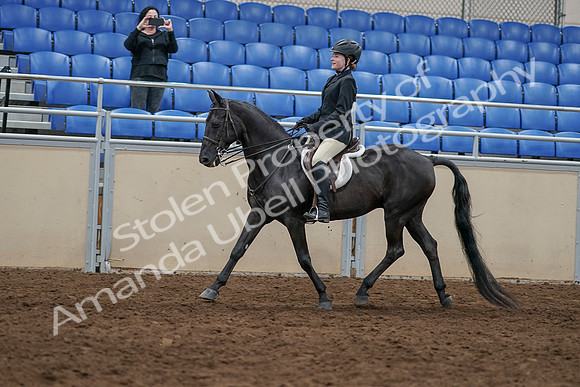 2020 - AB Morgan Horse - Sun, Sept 06 - 07786
