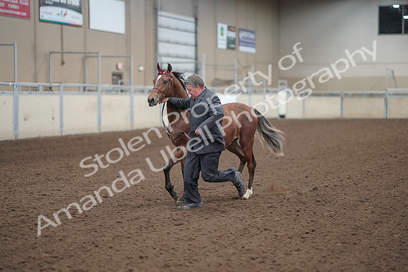 2019 Morgan Horse Show - Aug 31, 2019 - 00247