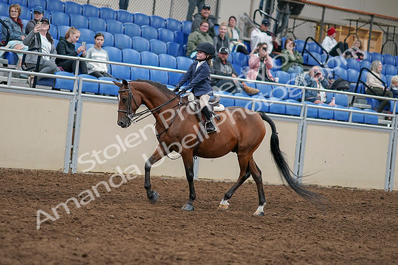 2020 - AB Morgan Horse - Sun, Sept 06 - 07890