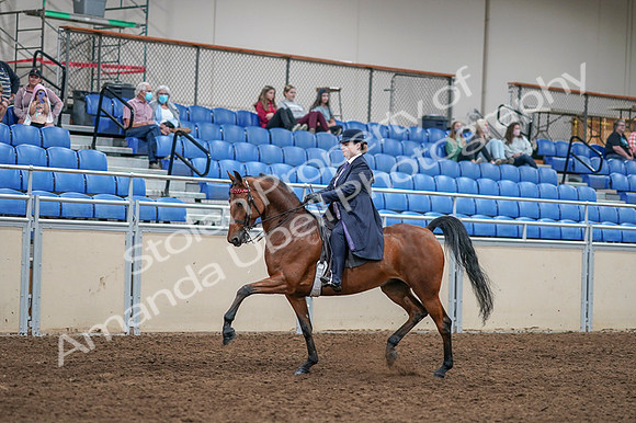 2020 - AB Morgan Horse - Fri, Sept 04 - 11219