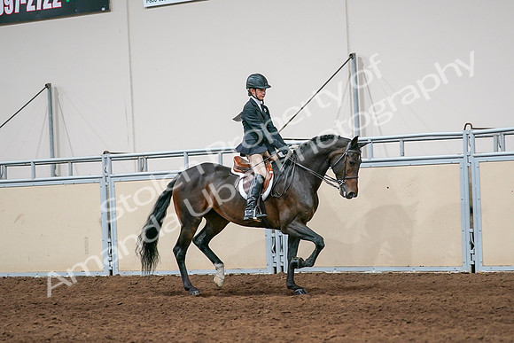 2020 - AB Morgan Horse - Sun, Sept 06 - 08073