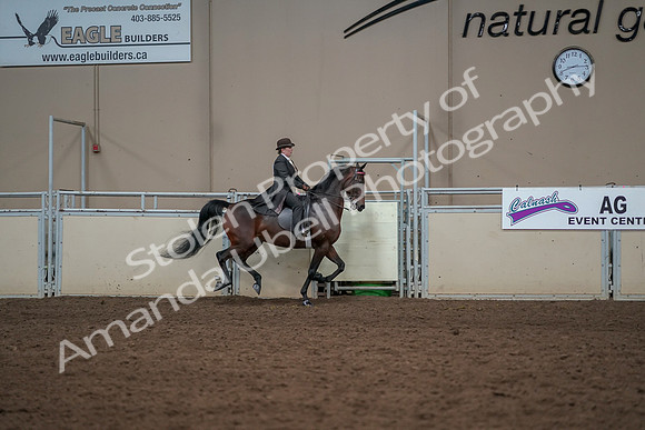 2019 Morgan Horse Show - Aug 30, 2019 - 28196
