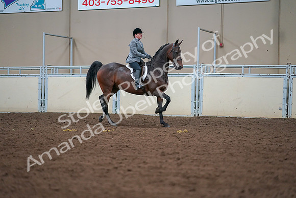 2019 Morgan Horse Show - Aug 30, 2019 - 20823