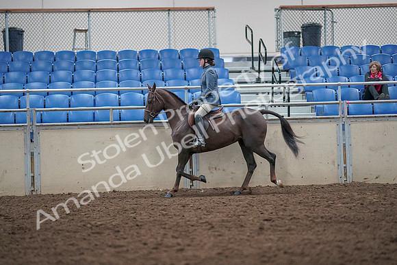 2019 Morgan Horse Show - Aug 31, 2019 - 16518