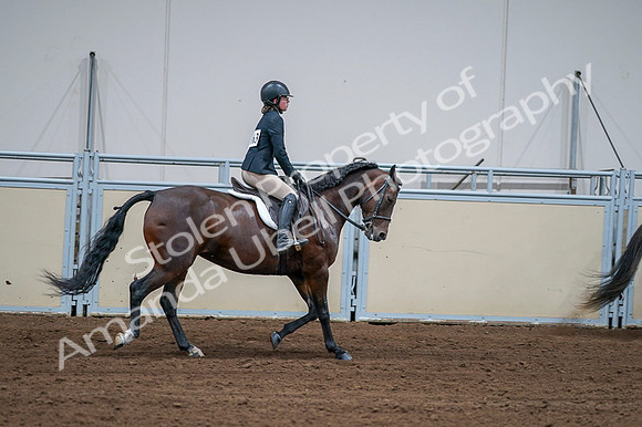 2020 - AB Morgan Horse - Fri, Sept 04 - 01819