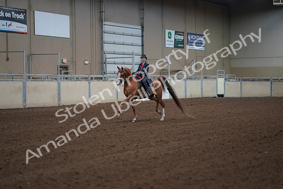 2019 Morgan Horse Show - Sept 01, 2019 - 12094