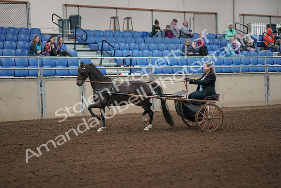 2019 Morgan Horse Show - Aug 31, 2019 - 04226