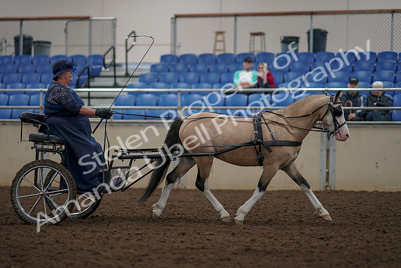 2019 Morgan Horse Show - Aug 31, 2019 - 04492