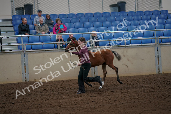 2019 Morgan Horse Show - Aug 30, 2019 - 24697