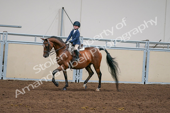 2020 - AB Morgan Horse - Sun, Sept 06 - 08171