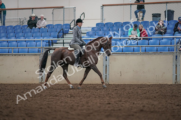 2019 Morgan Horse Show - Aug 31, 2019 - 07424