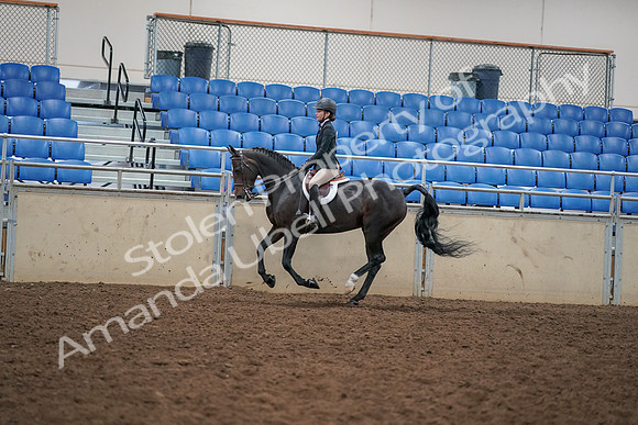 2019 Morgan Horse Show - Aug 30, 2019 - 12286