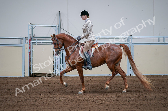 2020 - AB Morgan Horse - Fri, Sept 04 - 01647
