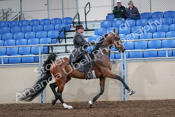 2020 - AB Morgan Horse - Sat, Sept 05 - 13236