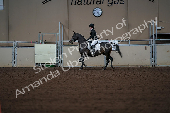 2019 Morgan Horse Show - Aug 30, 2019 - 18364