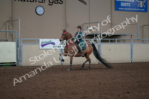 2019 Morgan Horse Show - Sept 01, 2019 - 13455