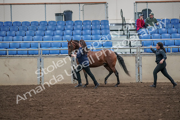 2019 Morgan Horse Show - Aug 31, 2019 - 01013