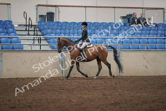 2019 Morgan Horse Show - Aug 31, 2019 - 04866
