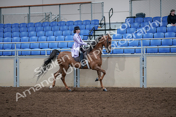 2020 - AB Morgan Horse - Fri, Sept 04 - 05082