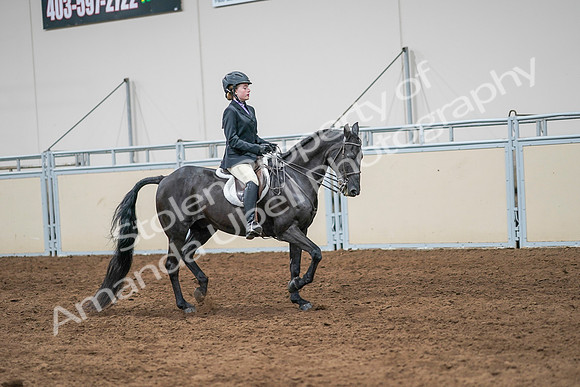 2020 - AB Morgan Horse - Sun, Sept 06 - 08039