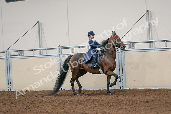 2020 - AB Morgan Horse - Sat, Sept 05 - 04839
