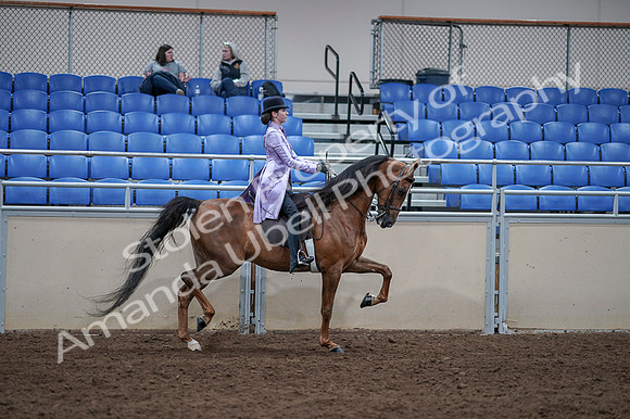 2020 - AB Morgan Horse - Fri, Sept 04 - 05103