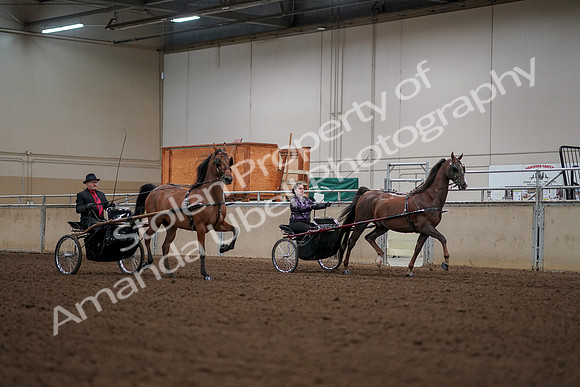 2019 Morgan Horse Show - Aug 30, 2019 - 13396