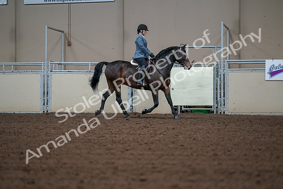 2019 Morgan Horse Show - Aug 30, 2019 - 18515