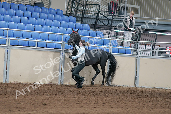 2020 - AB Morgan Horse - Sat, Sept 05 - 00039