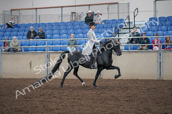 2019 Morgan Horse Show - Aug 31, 2019 - 09511