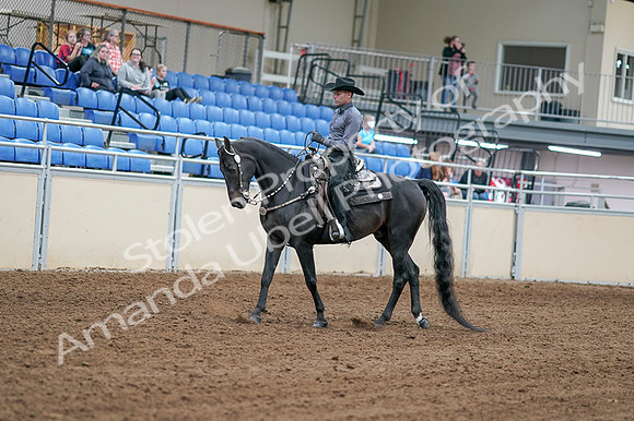 2020 - AB Morgan Horse - Fri, Sept 04 - 08268