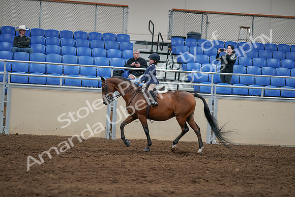 2020 - AB Morgan Horse - Sun, Sept 06 - 07843